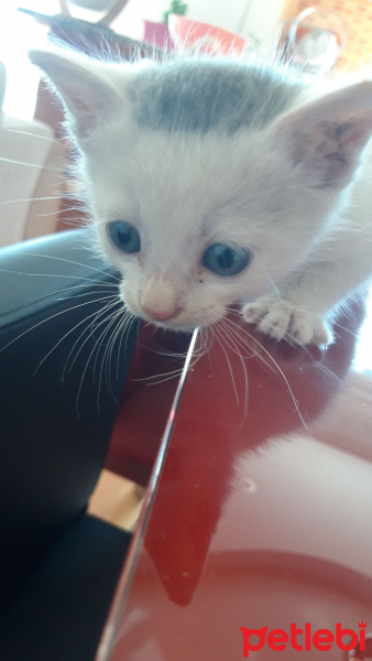 Tekir Kedi, Kedi  Prenses fotoğrafı