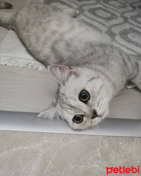 British Shorthair, Kedi  Mia fotoğrafı