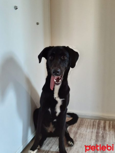 Labrador Retriever, Köpek  Şew fotoğrafı