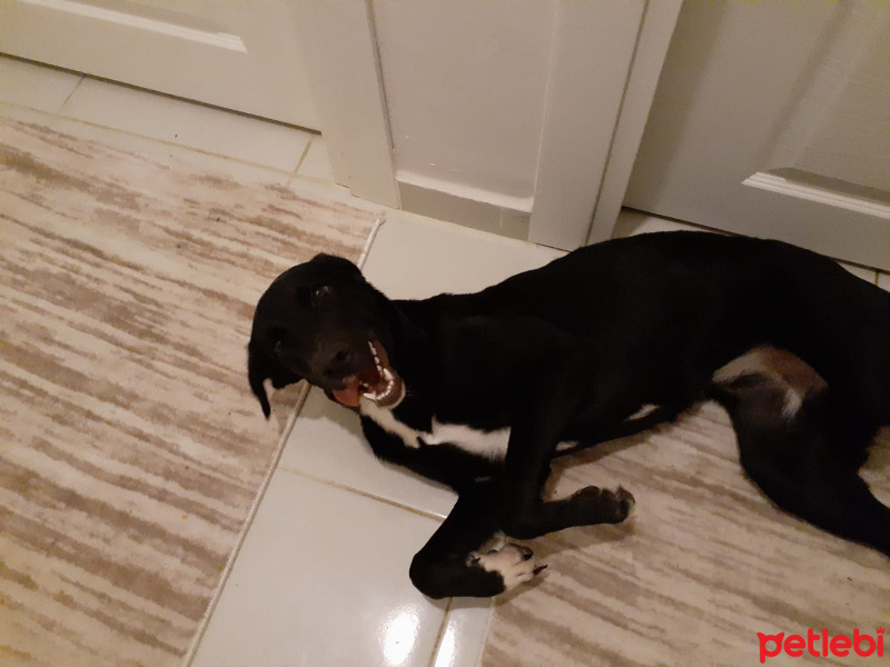 Labrador Retriever, Köpek  Şew fotoğrafı