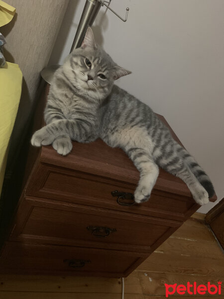 British Shorthair, Kedi  Tom fotoğrafı