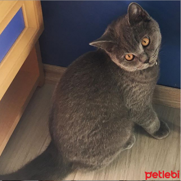 British Shorthair, Kedi  Şila fotoğrafı