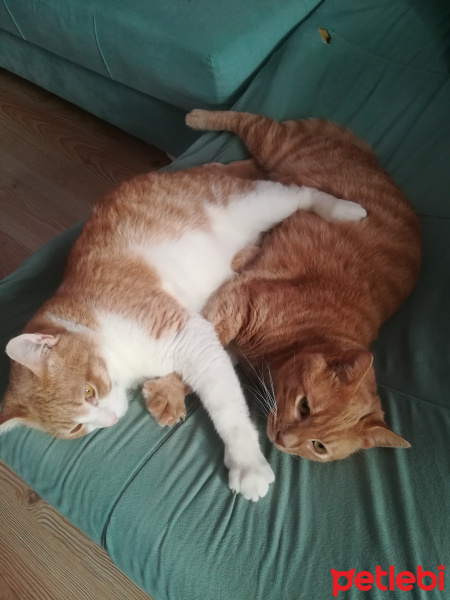 Tekir Kedi, Kedi  Bal ve Kaymak fotoğrafı