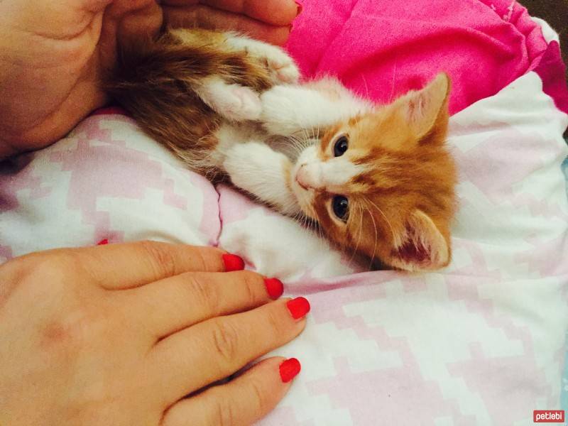 Tekir Kedi, Kedi  Minik fotoğrafı