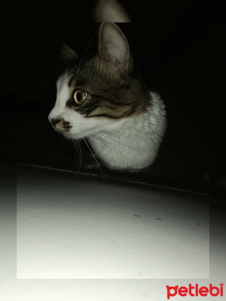 Tekir Kedi, Kedi  Minno fotoğrafı