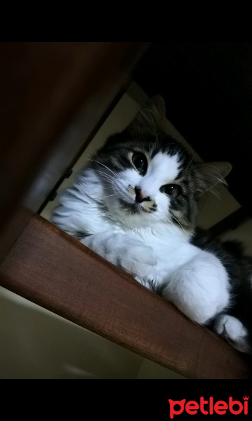 Tekir Kedi, Kedi  Minno fotoğrafı