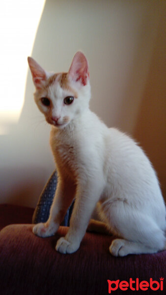 Japon Bobtail, Kedi  Şapşik fotoğrafı