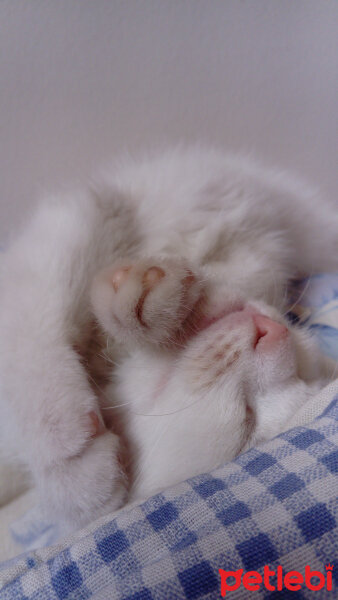 Japon Bobtail, Kedi  Şapşik fotoğrafı