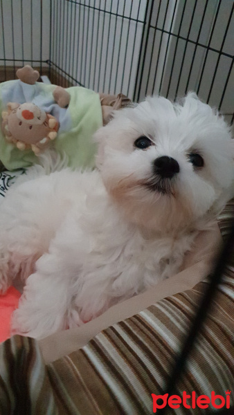 Maltese, Köpek  Teddy fotoğrafı