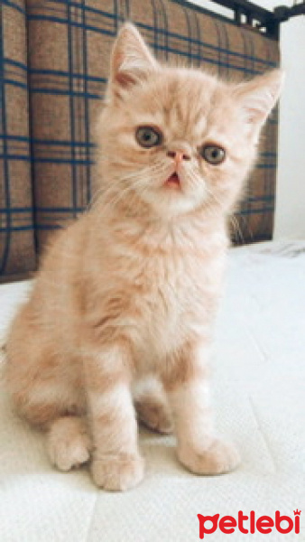 Exotic Shorthair, Kedi  Sherlock fotoğrafı