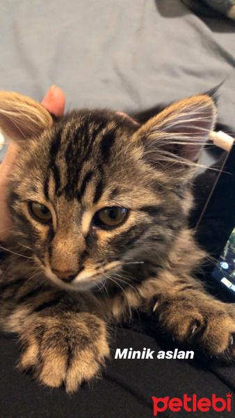 Tekir Kedi, Kedi  Leo fotoğrafı