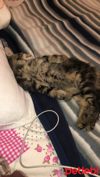 Tekir Kedi, Kedi  Leo fotoğrafı