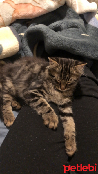 Tekir Kedi, Kedi  Leo fotoğrafı