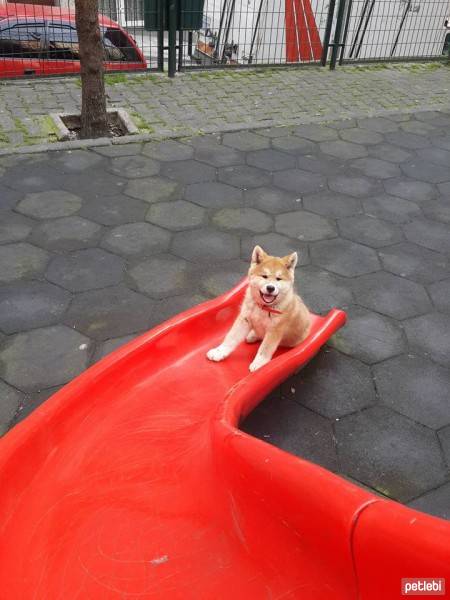 Akita İnu, Köpek  niji fotoğrafı