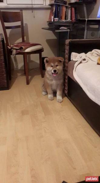 Akita İnu, Köpek  niji fotoğrafı
