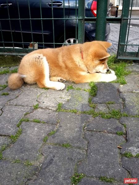 Akita İnu, Köpek  niji fotoğrafı