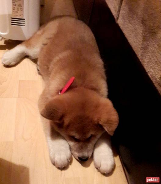 Akita İnu, Köpek  niji fotoğrafı