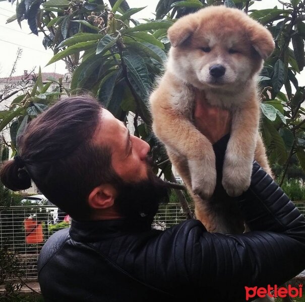 Akita İnu, Köpek  niji fotoğrafı