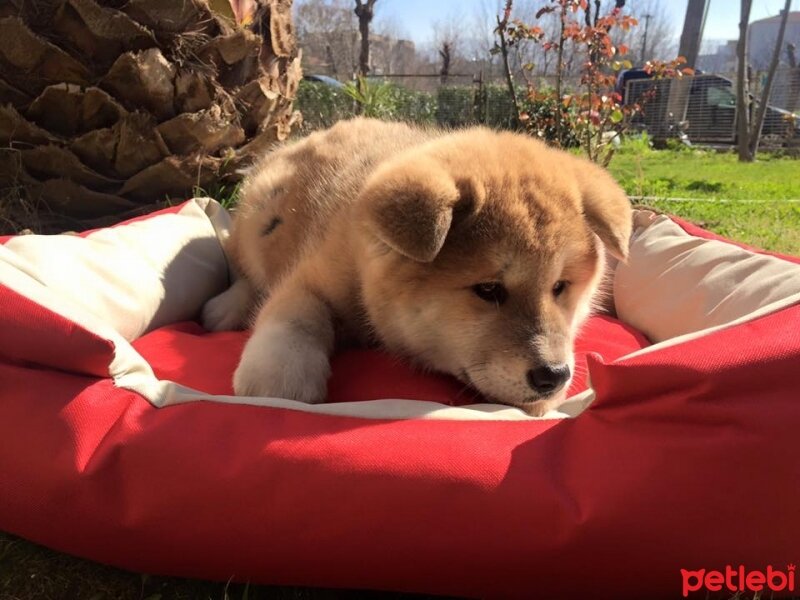 Akita İnu, Köpek  niji fotoğrafı