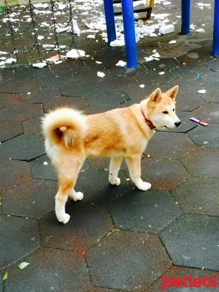 Akita İnu, Köpek  niji fotoğrafı