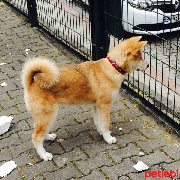 Akita İnu, Köpek  niji fotoğrafı