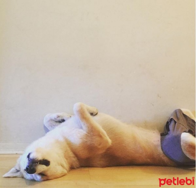Akita İnu, Köpek  niji fotoğrafı