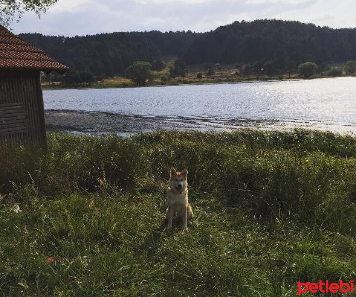 Akita İnu, Köpek  niji fotoğrafı