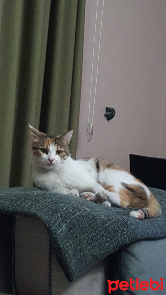 Tekir Kedi, Kedi  Zeyna fotoğrafı