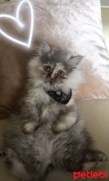 Chinchilla, Kedi  Queen fotoğrafı