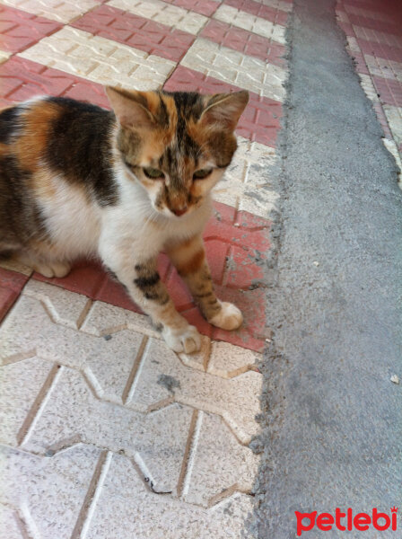 Tekir Kedi, Kedi  Mızmız fotoğrafı