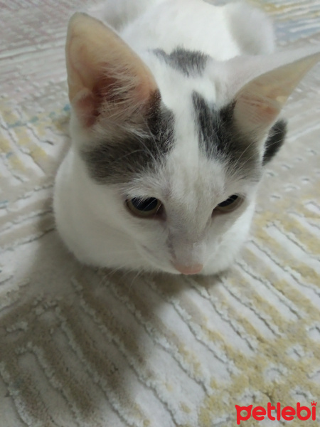 Tekir Kedi, Kedi  Zilli fotoğrafı