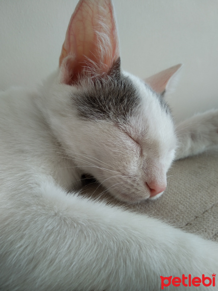 Tekir Kedi, Kedi  Zilli fotoğrafı