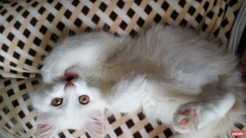 Chinchilla, Kedi  Susam fotoğrafı
