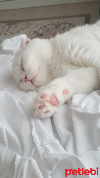 Scottish Fold, Kedi  lucifer fotoğrafı
