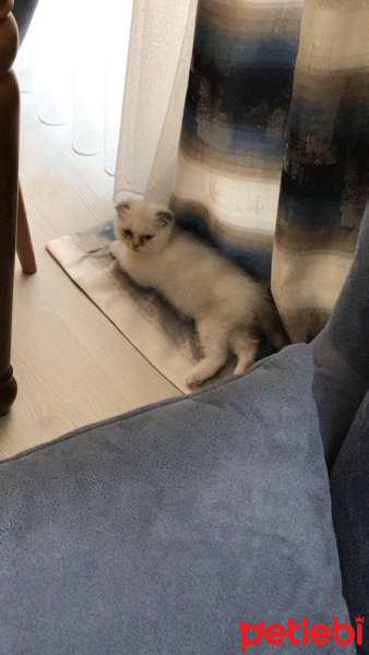 Scottish Fold, Kedi  Mia fotoğrafı