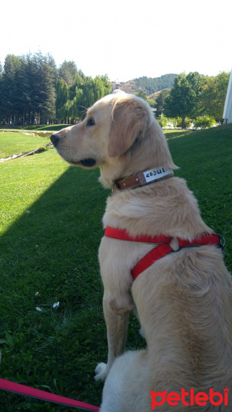 Golden Retriever, Köpek  Cesur fotoğrafı