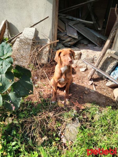 Sokö (Sokak Köpeği), Köpek  Gipşo fotoğrafı