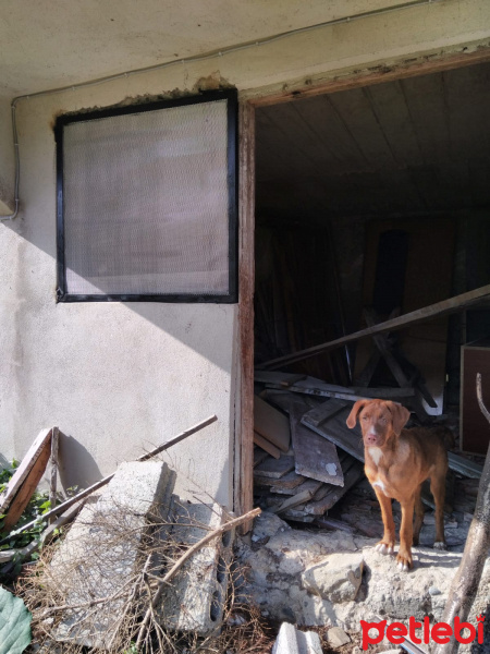 Sokö (Sokak Köpeği), Köpek  Gipşo fotoğrafı