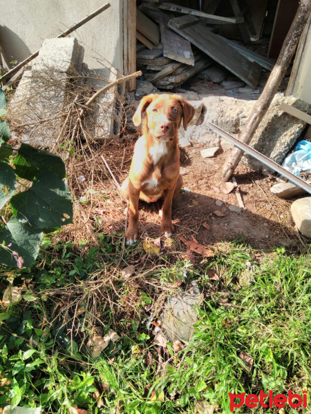 Sokö (Sokak Köpeği), Köpek  Gipşo fotoğrafı