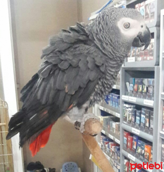 Papağan, Kuş  Korson fotoğrafı