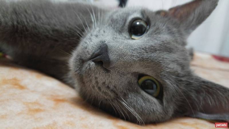 British Shorthair, Kedi  Müezza fotoğrafı