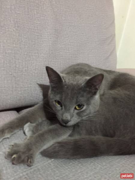 British Shorthair, Kedi  Müezza fotoğrafı