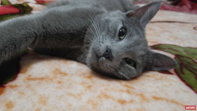 British Shorthair, Kedi  Müezza fotoğrafı