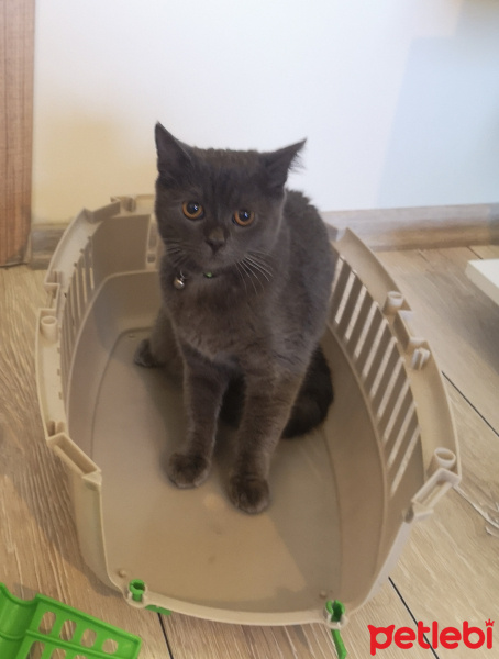 British Shorthair, Kedi  Joker fotoğrafı
