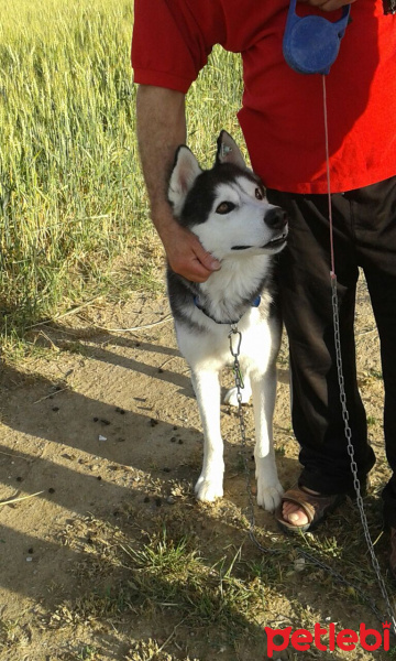 Sibirya Kurdu (Husky), Köpek  Mavi fotoğrafı
