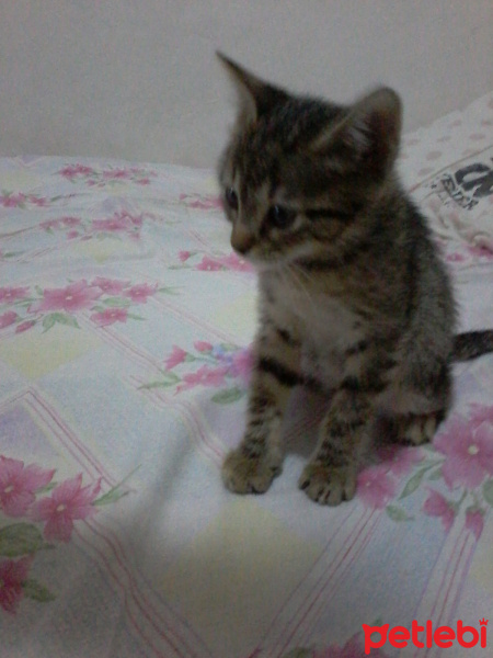 Tekir Kedi, Kedi  Tekir fotoğrafı