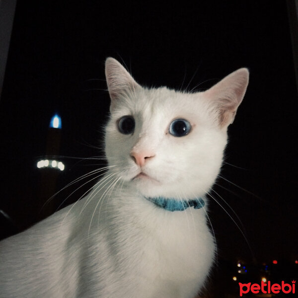 Ankara Kedisi, Kedi  Üzüm fotoğrafı