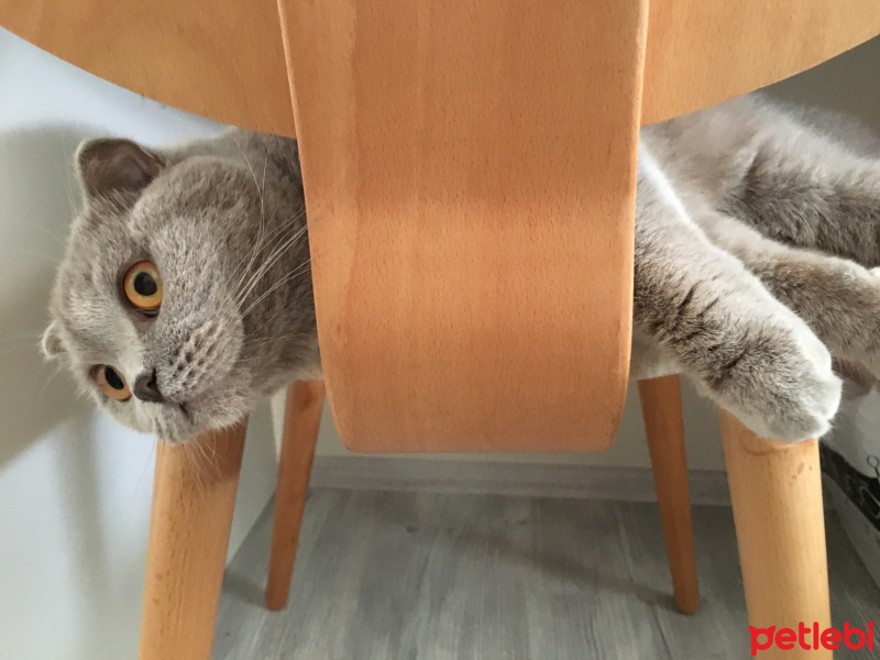 Scottish Fold, Kedi  Mia fotoğrafı