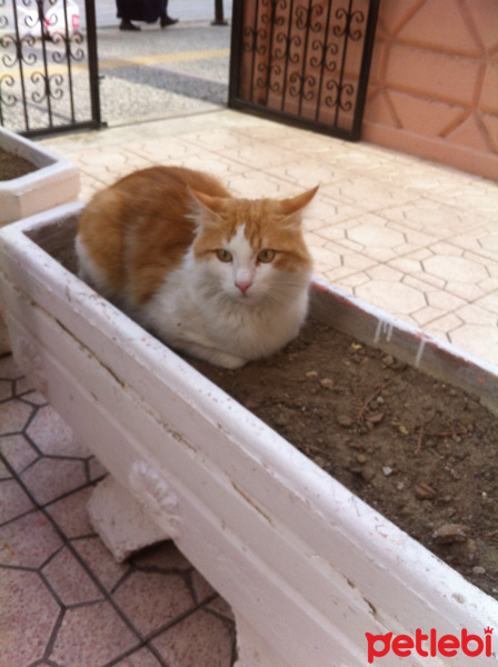 Scottish Fold, Kedi  Duman fotoğrafı