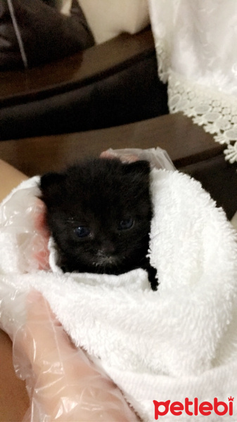 Tekir Kedi, Kedi  Zeytin fotoğrafı